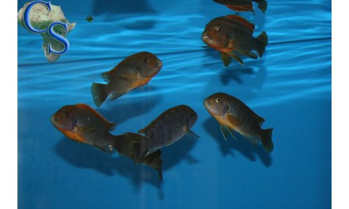 Labidochromis Hongi Red Top